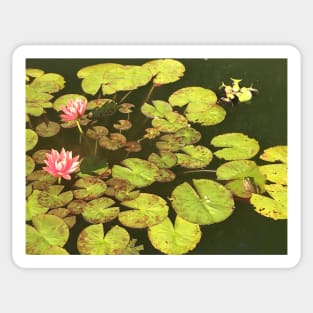 Frogs and Lilies Sticker